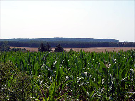 Widok na Pagórki Dolskie