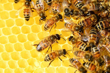 Program poprawy warunków fitosanitarnych rodzin pszczelich poprzez wsparcie zakupu węzy pszczelej